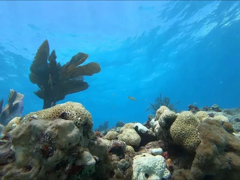 Delta Shoal - A fan coral waves with the surge