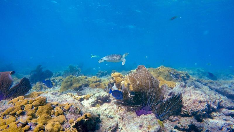 Looe Key - A turtle swims peacefully over the coral reef