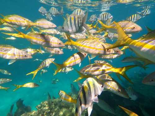 Looe Key - Grunts and Sargent majors are just two of the more than 150 species found here