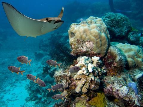 Looe Key - Eagle rays are often spotted in this site