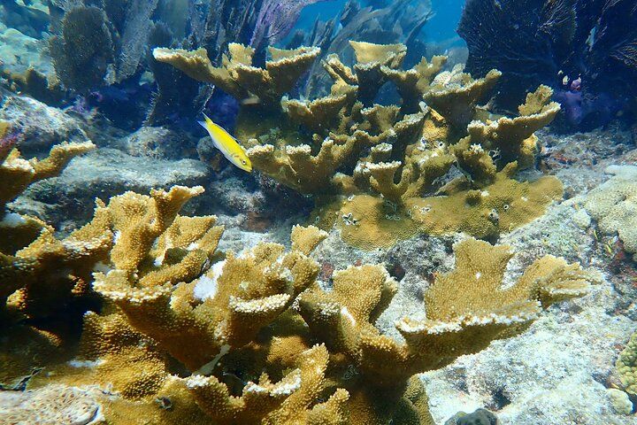Looe Key - All types of hard and soft corals are found here - including the endangered elk-horn coral