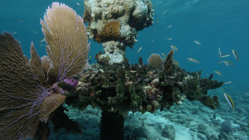 American Shoal - Corals have colonized this site long time ago