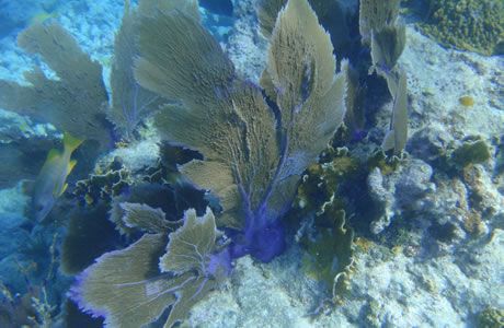 Eastern Dry Rocks - Fan corals have colonized this site
