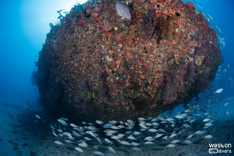 Peter B. McAllister - The hull of the tugboat is fully colonized by hard coral
