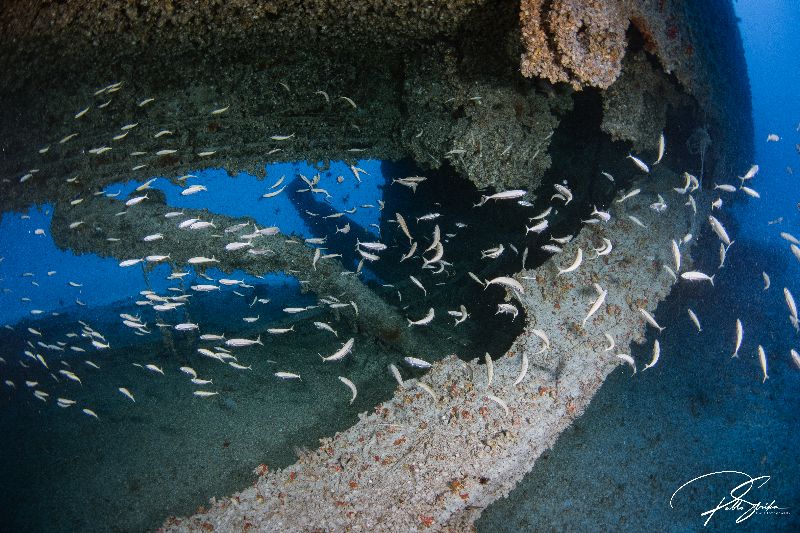 Scott Mason-Chaite - Marine life is abundant in this site. Divers should always pay attention to their decompression obligations