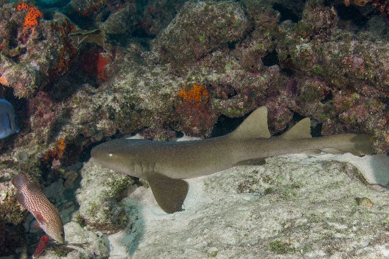 Davis - A nurse shark rests peacefully under the ledge