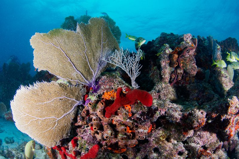 Davis - Fan corals are very common in this site. They wave with the surge