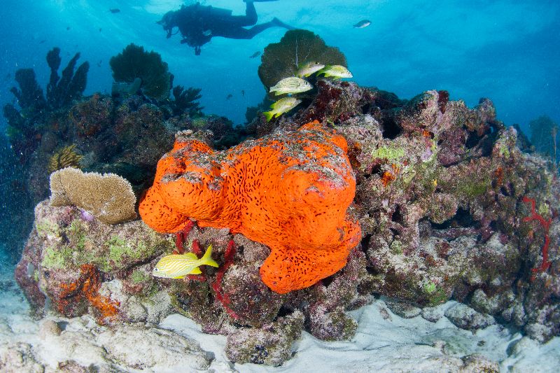 Davis - The main ledge ranges from 3 to 6 feet tall. That's where most of the marine life congregates