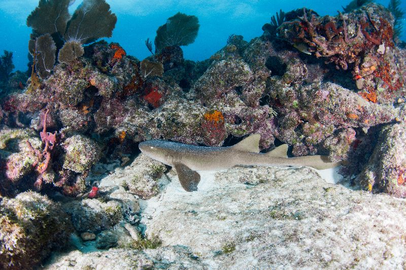 Davis - Nurse sharks are used to divers. They tend to be docile if not disturbed