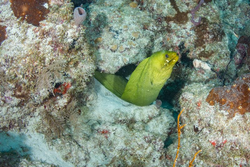 Tarpoon - A green moray eel shows up in the near by reef