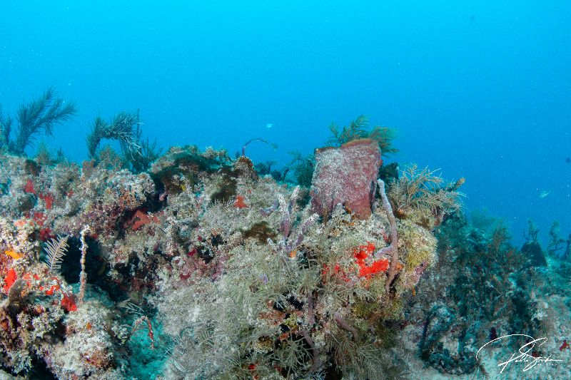 Tarpoon - The 3rd reef line is a few feet to the west of this wreck site