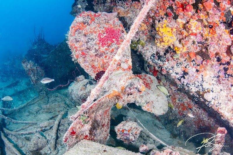 Tarpoon - The main attraction of this wreck is the propeller. A must visit
