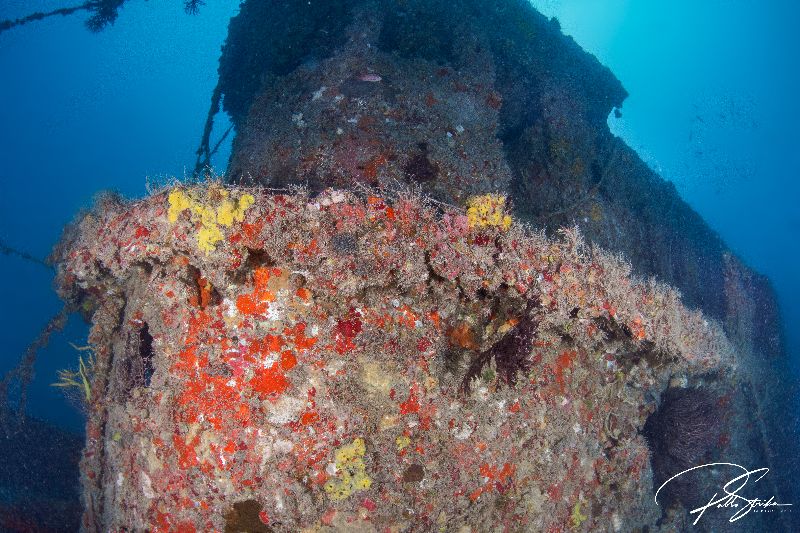 Brandywine - Coral have taken over this wreck a long time ago. Divers may bring a torch to appreciate the variety of colors present
