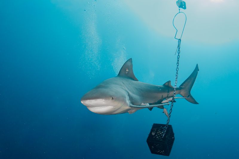 Esso Bonaire - Bull sharks are commonly found in this site