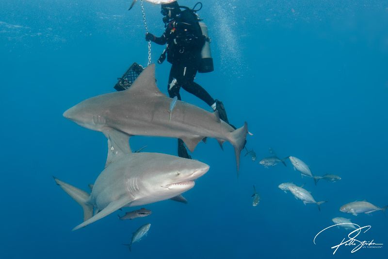 Esso Bonaire - Shark handler carefully feeding bull sharks