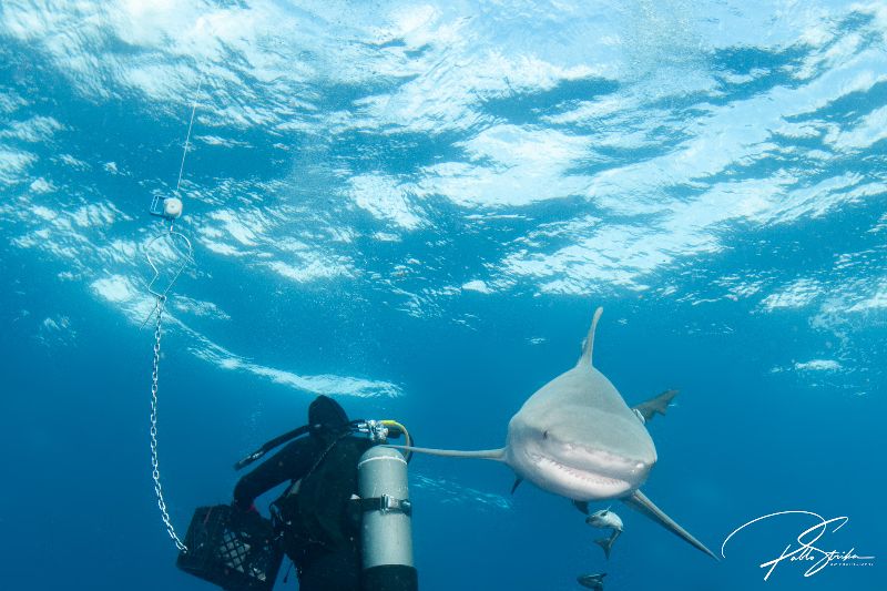 Esso Bonaire - Shark dives are very common in this site