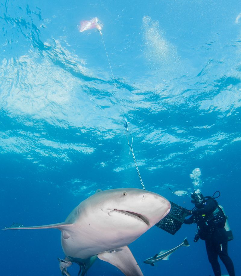 Esso Bonaire - A friendly shark coming close to the camera
