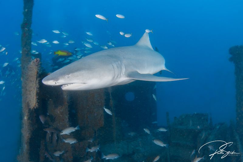 Esso Bonaire - A lemon shark on the stern at the Esso Bonaire