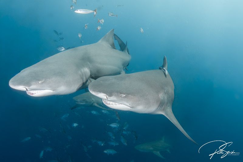 Esso Bonaire - A pair of friendly lemon sharks