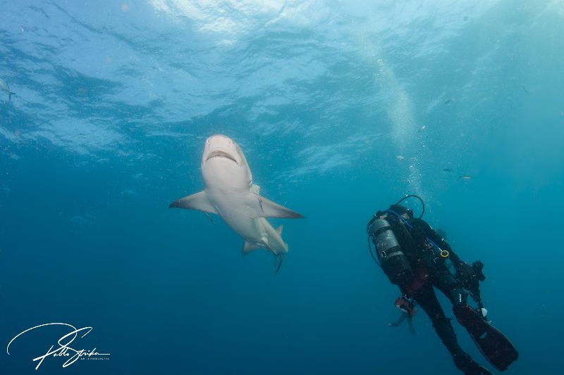 Esso Bonaire - Shark are typically found at all depths in this site