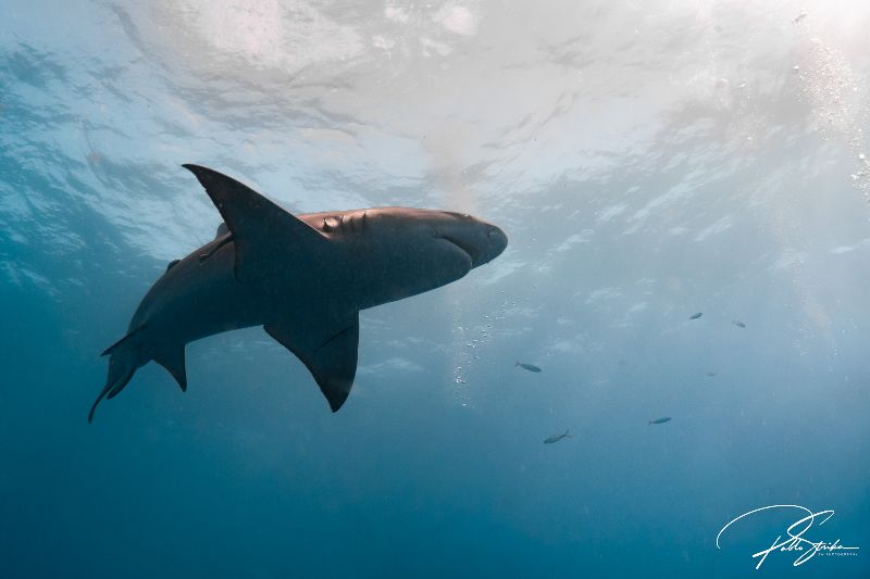 Esso Bonaire - A bull shark patrols the shallow waters