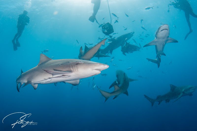Esso Bonaire - This site is commonly used for shark feeding