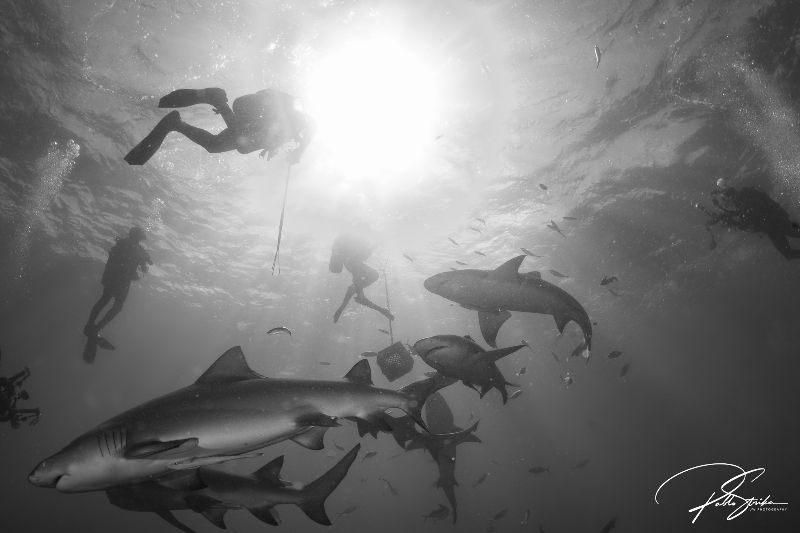 Esso Bonaire - Sharks and divers blend perfectly under the midday sun
