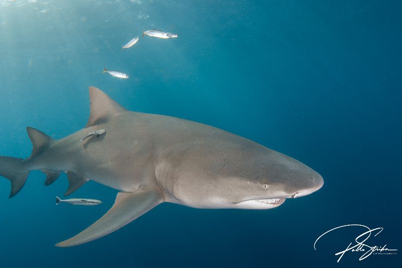 Esso Bonaire - The skin of the lemon shark has that "yellowish" tone that gives him its name
