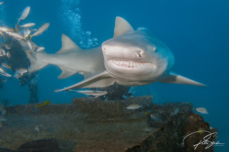 Esso Bonaire - A lemon shark showing his latest dental work