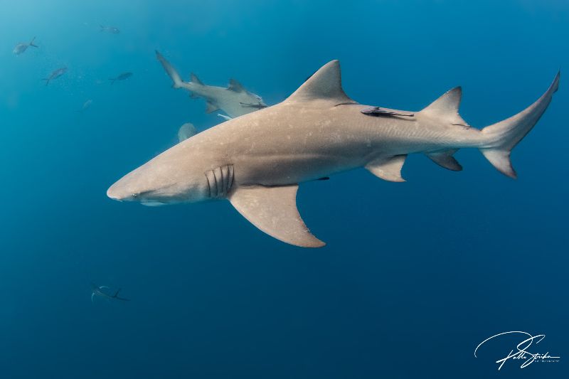 Esso Bonaire - Lemon sharks are often found in groups
