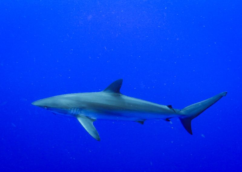 The Caves Jupiter - Close view of a reef shark