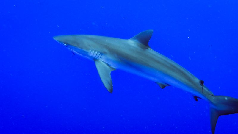 The Caves Jupiter - Reef sharks are common visitor here