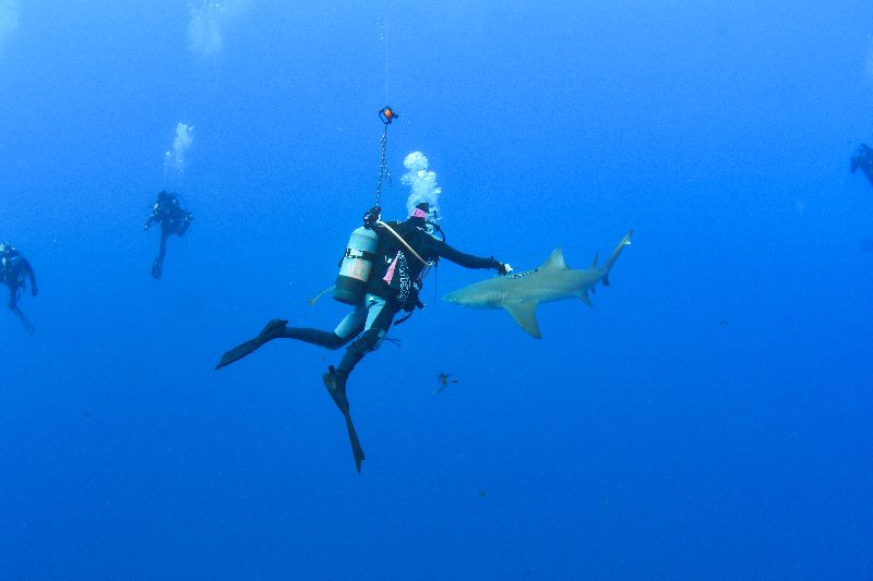The Caves Jupiter - A shark handler doing her job