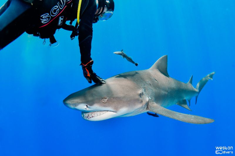 Bucket - A shark handler pushing a lemon shark out of the line of swim