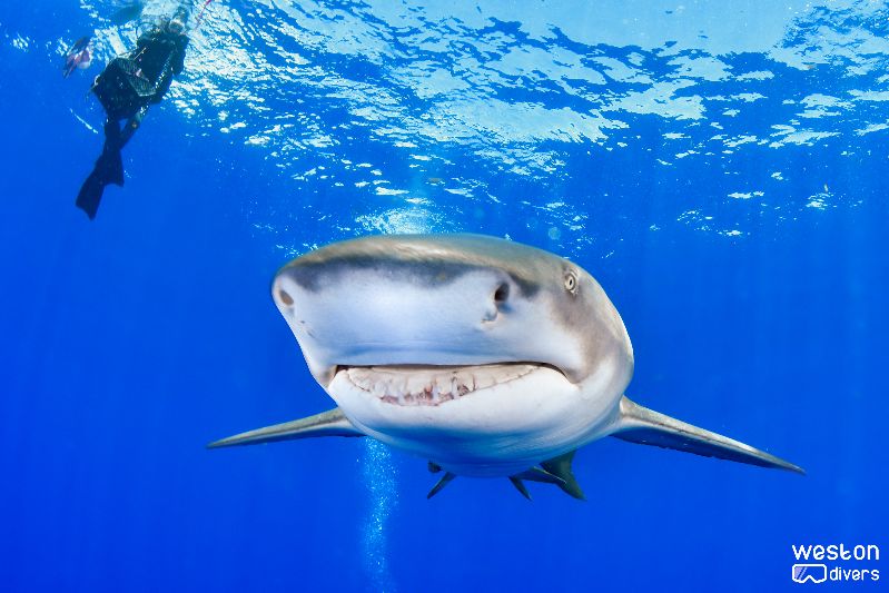Bucket - A lemon shark showing his smile