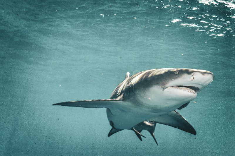 Bucket - An artistic picture of a lemon shark
