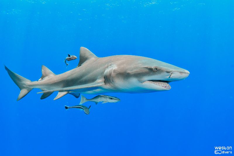 Bucket - A lemon shark escorted by remoras