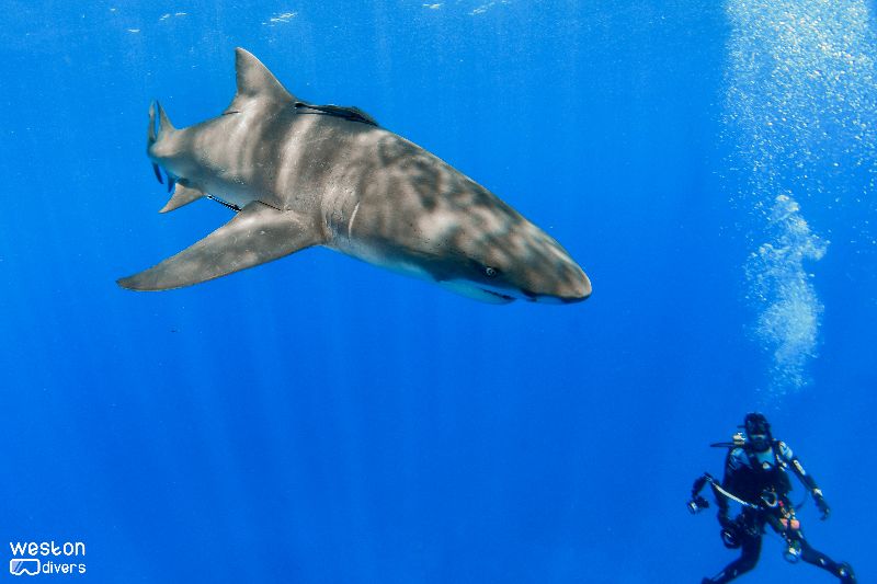 Bucket - A photographer trying to get a good shot of a lemon shark