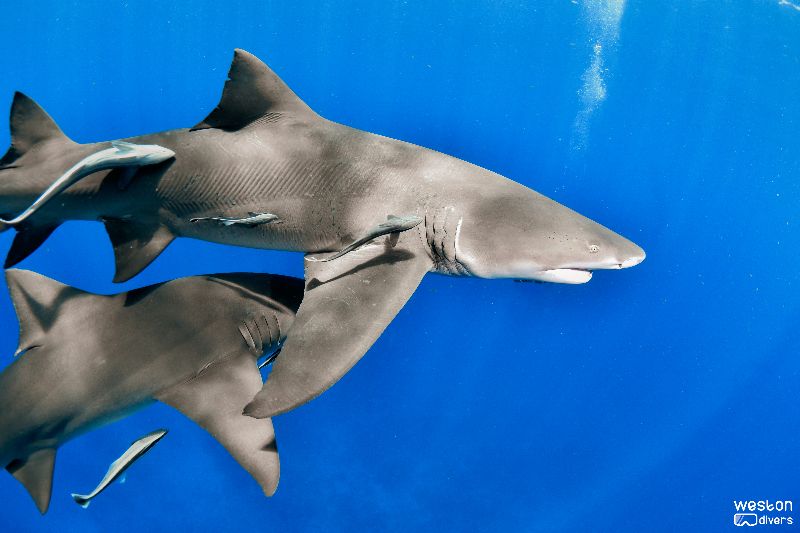 Bucket - Two lemon sharks playing together