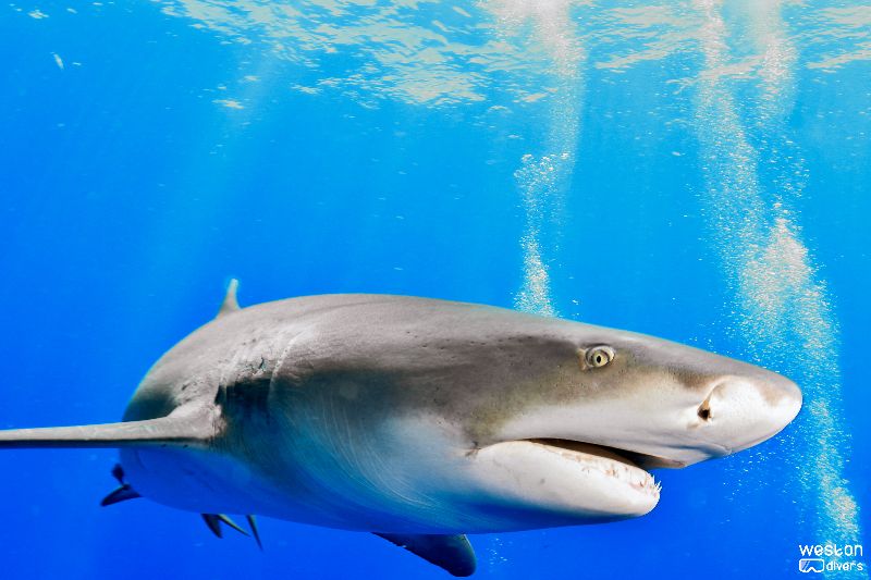 Bucket - A lemon shark showing her beautiful eyes
