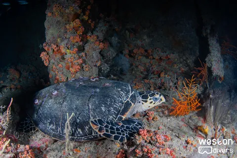 Hydro Atlantic - A turtle rests in the main deck of the wreck