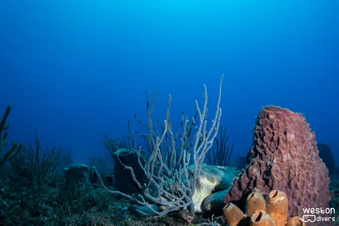 Abbey Too - A turtle hides behind a barrel sponge