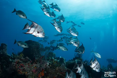 Abbey Too - A school of Atlantic spade fish