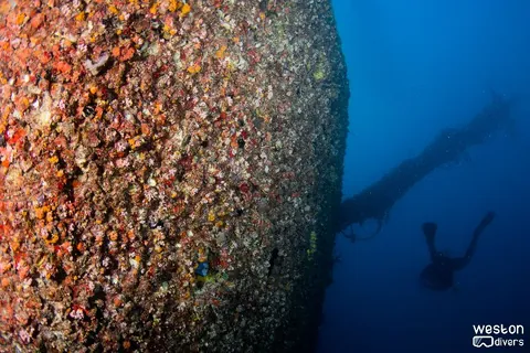 Princess Britney - A diver explores the dive site