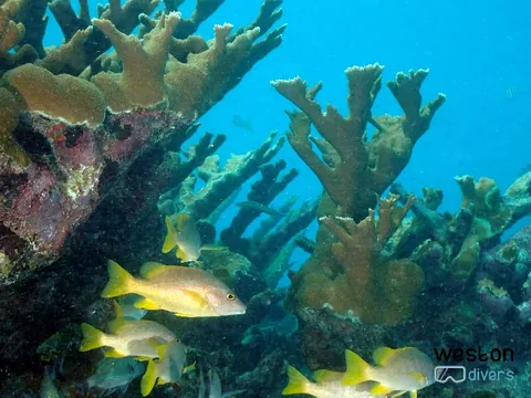 Molasses - Elkhorn coral are a rare species that can be found here