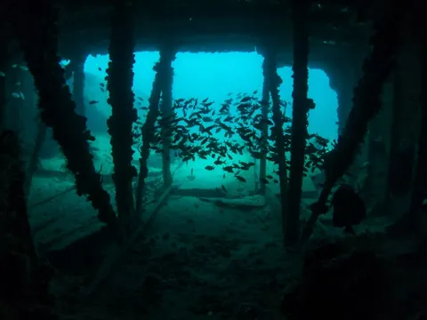 Hog Heaven - The interior of the barge is home for a lot of marine life