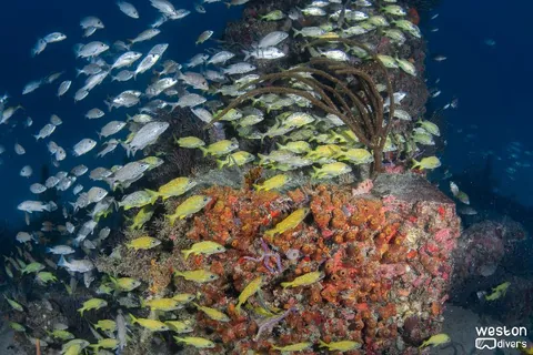 Robert Edmister - Life is very abundant on this wreck
