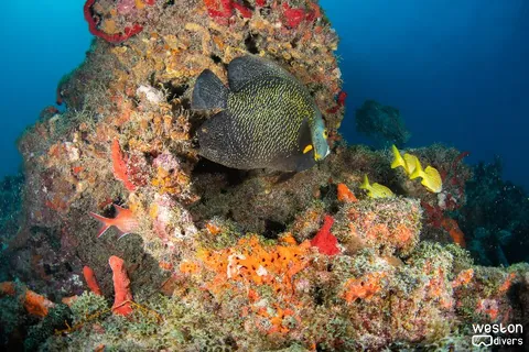 Lighthouse Ledge - A photogenic angelfish poses for the shot