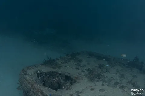 Qualmann Tugs - Lemon sharks are residents in this site
