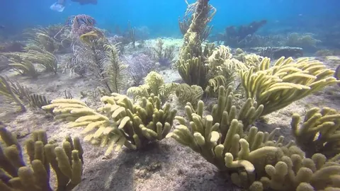 Nursery - Many corals adorn the ledges  creating shelter for smaller fish